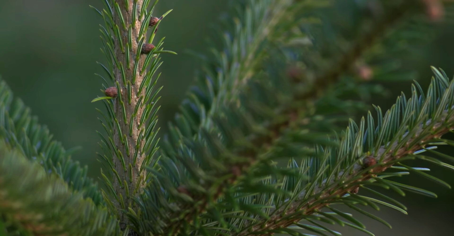 Les plus beaux sapins de Noël Nordmann de Wallonie
