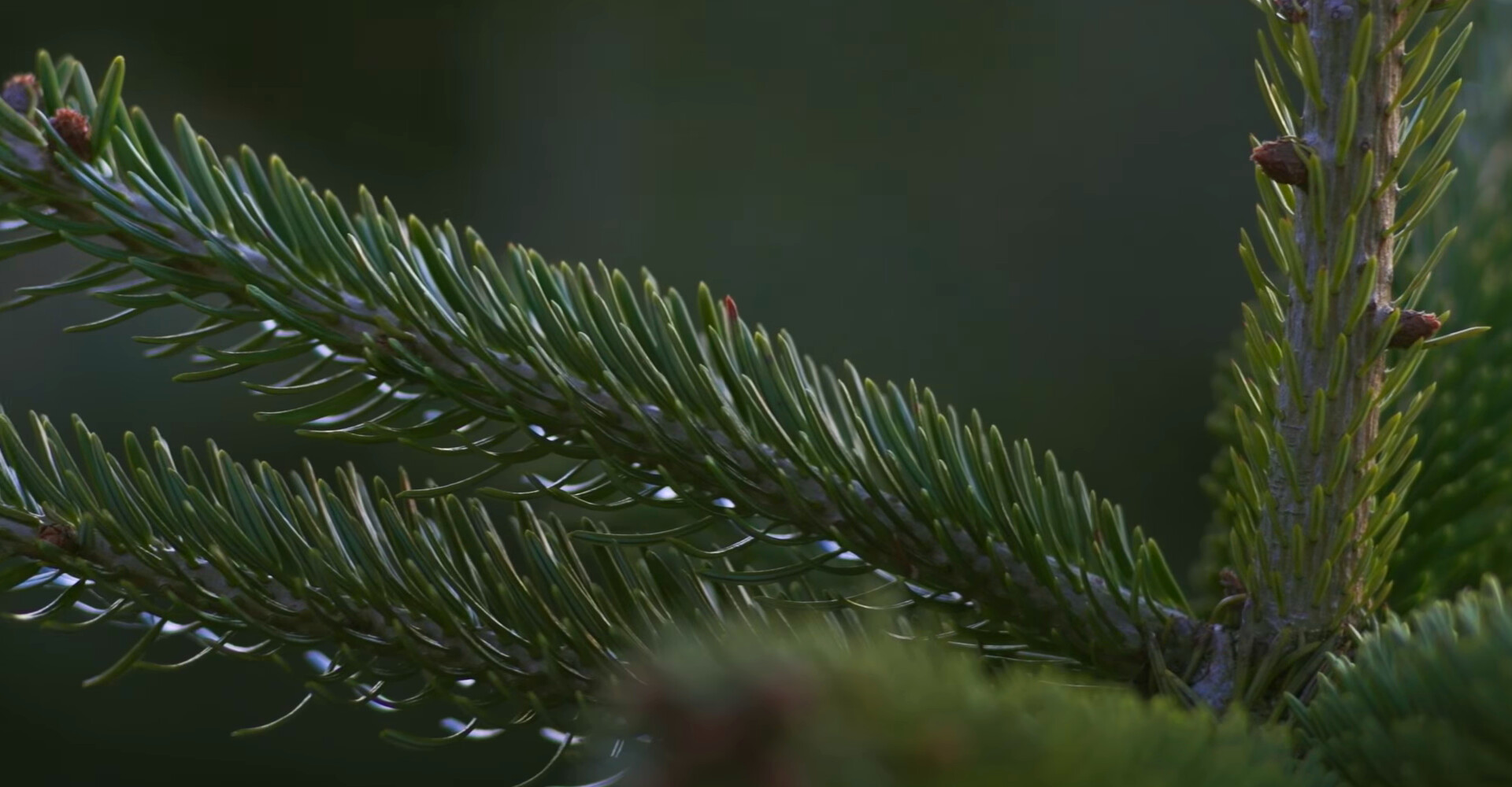 Les plus beaux sapins de Noël Nordmann de Wallonie
