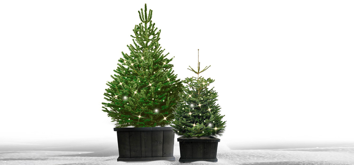 Arbre de Noël Nordmann prêt à l'emploi dans une caisse en bois pour jardin extérieur