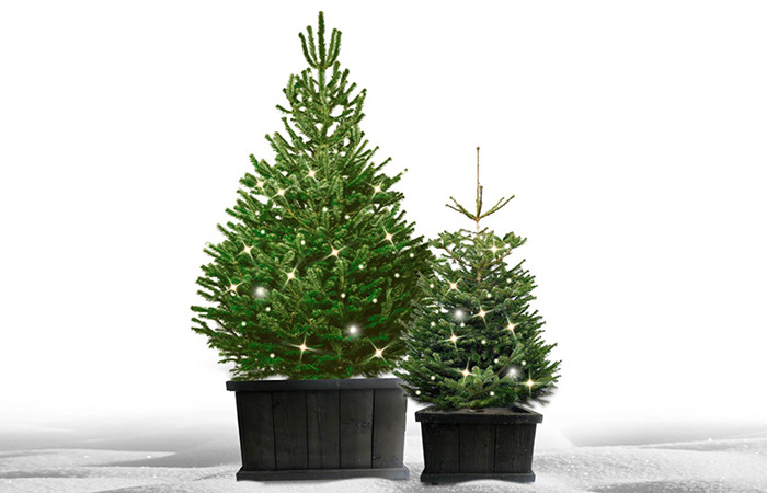 Arbre de Noël dans une boîte pour l'extérieur